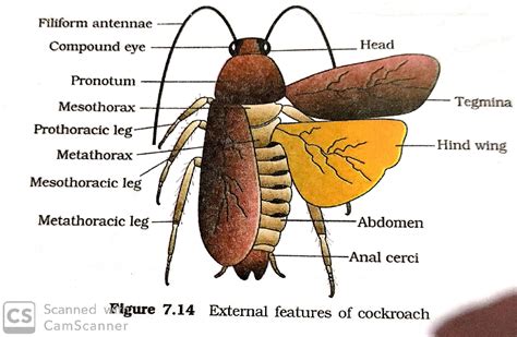 Morphology and anatomy of cockroach .